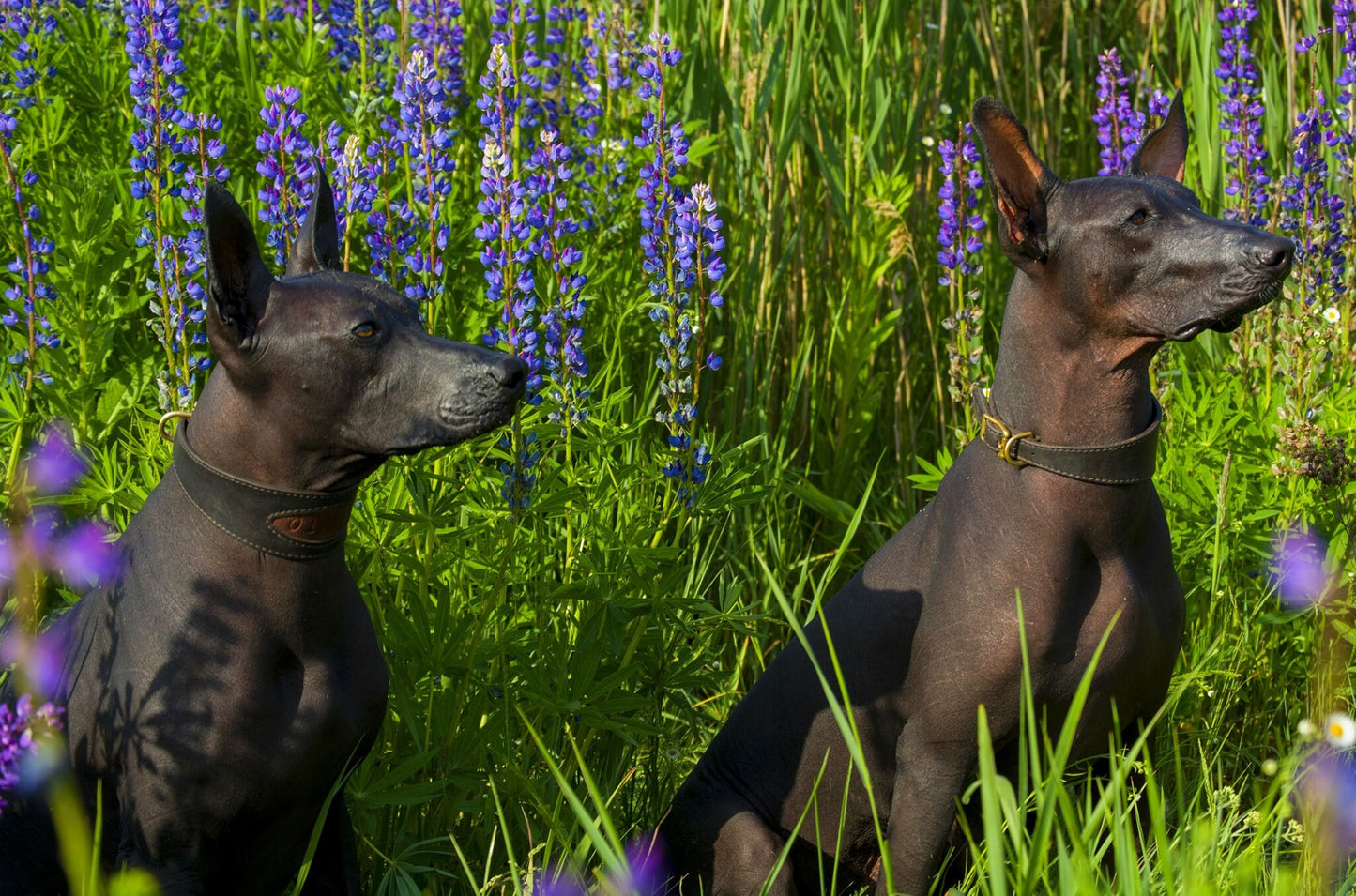 Leather Dog Collar for Sighthounds & Italian Greyhounds