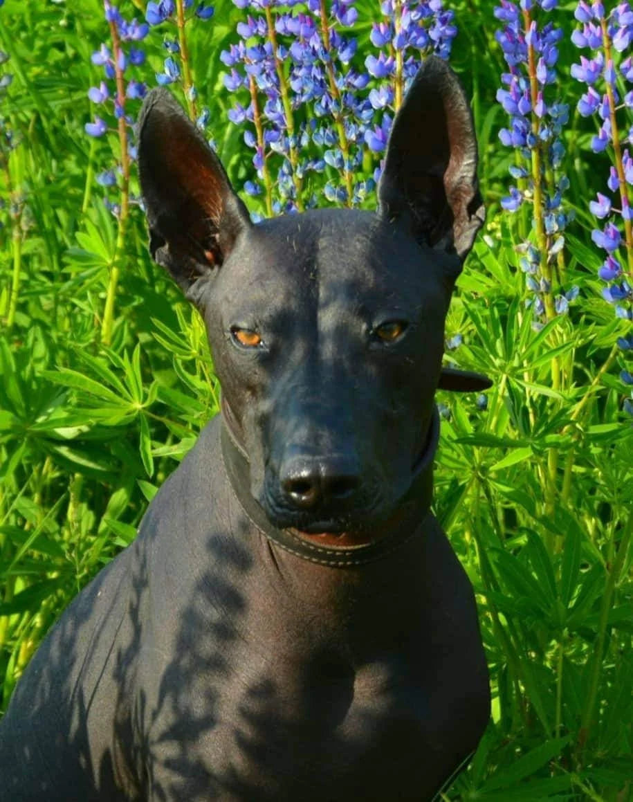 Leather Dog Collar for Sighthounds & Italian Greyhounds