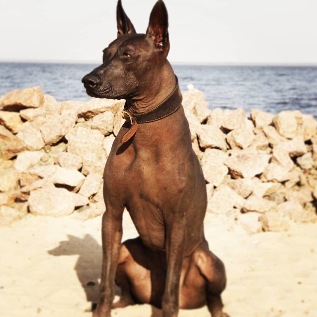 Leather Collar for Xoloitzcuintli, Whippets & Greyhounds