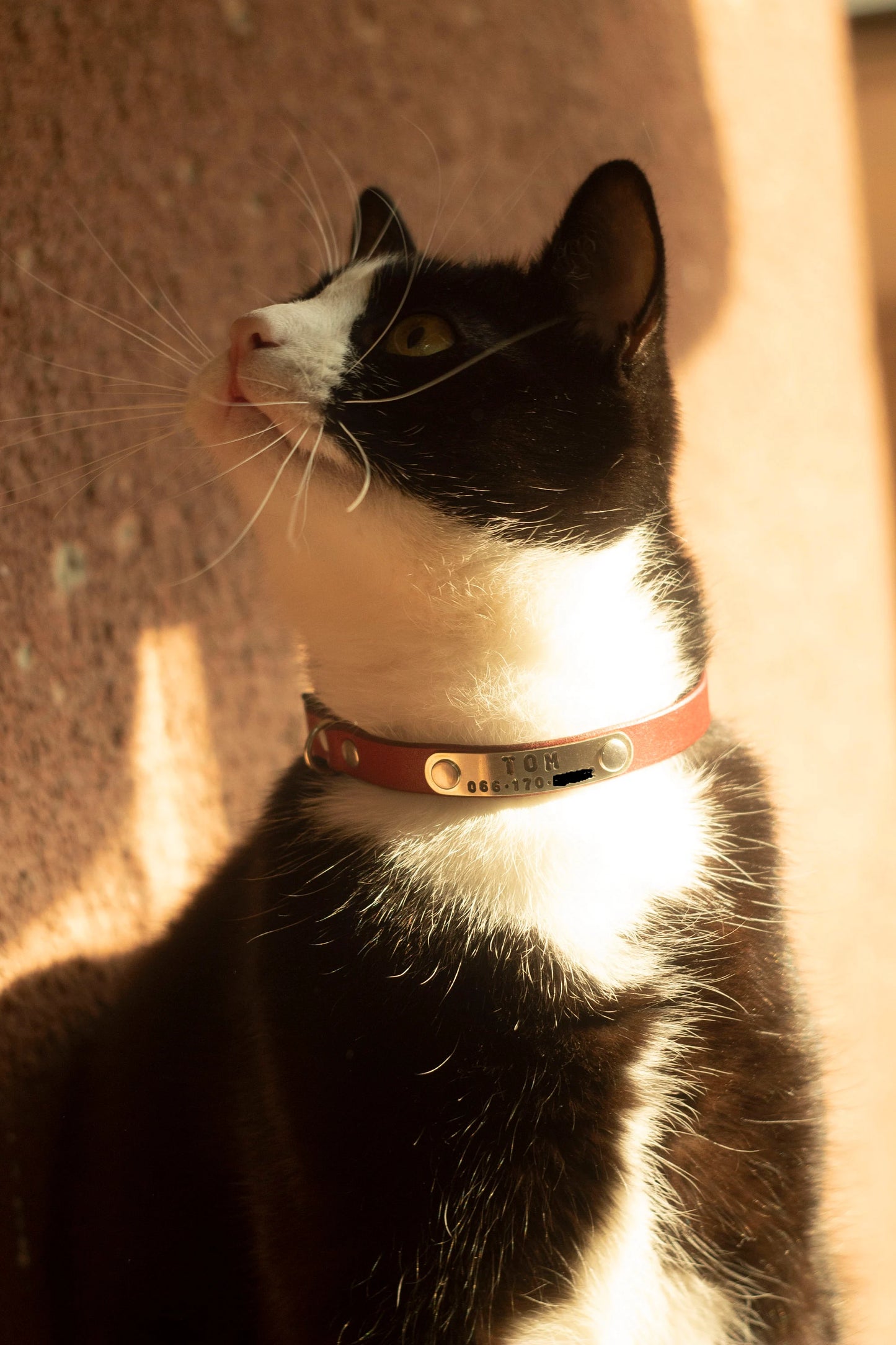 Personalized Breakaway Cat Collar – Soft Leather Collar with ID Tag