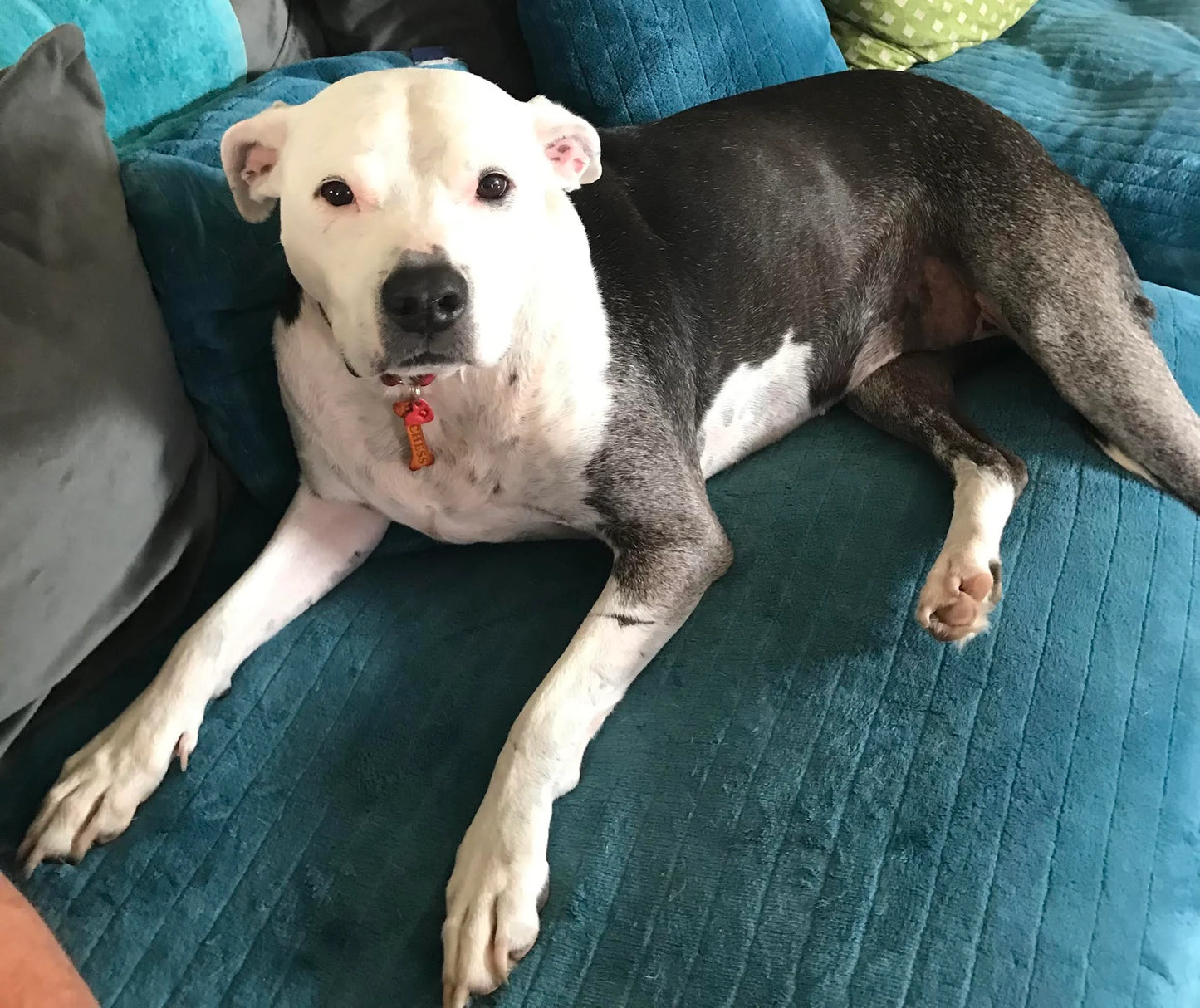 Leather Dog ID Tag Set – Custom Engraved Identification Tag with Dog Name