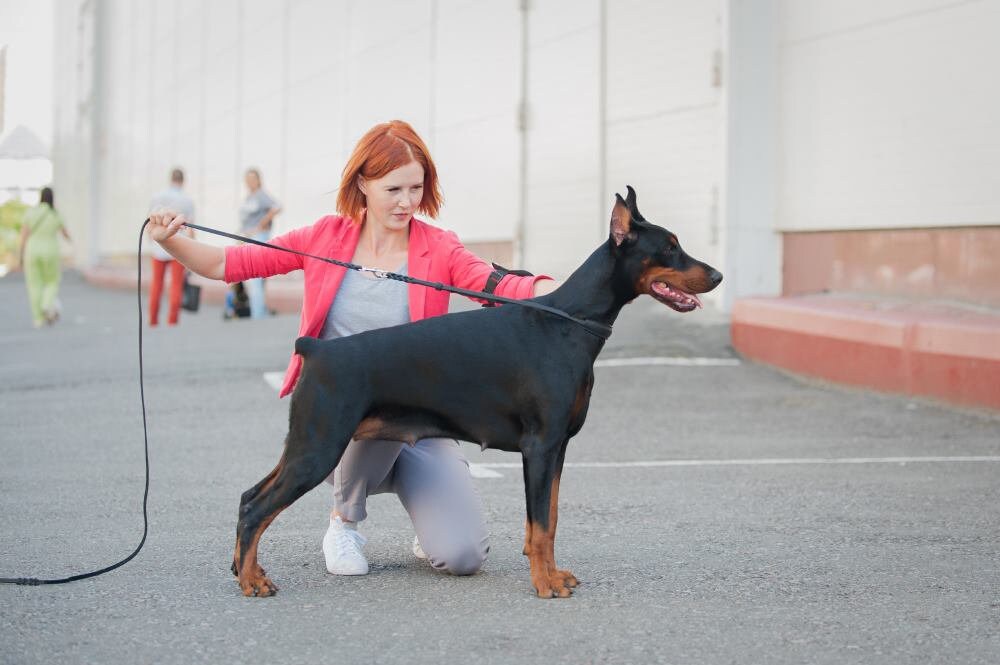 Leather Dog Show Collar, Exhibition Ring Collar, Elegant Collar for Dog Show