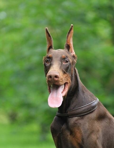 Leather Dog Show Collar, Exhibition Ring Collar, Elegant Collar for Dog Show