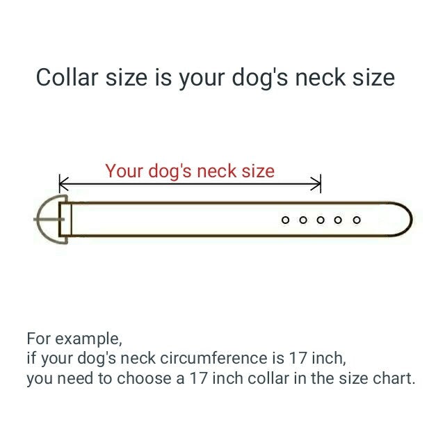 Leather Dog Collar with Brass or Chrome Buckle, ID Tag