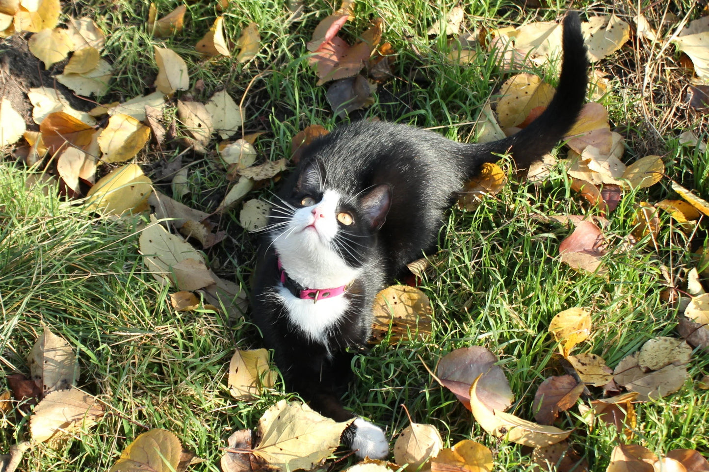 Personalized Leather Breakaway Cat Collar – Soft, Safe & Comfortable