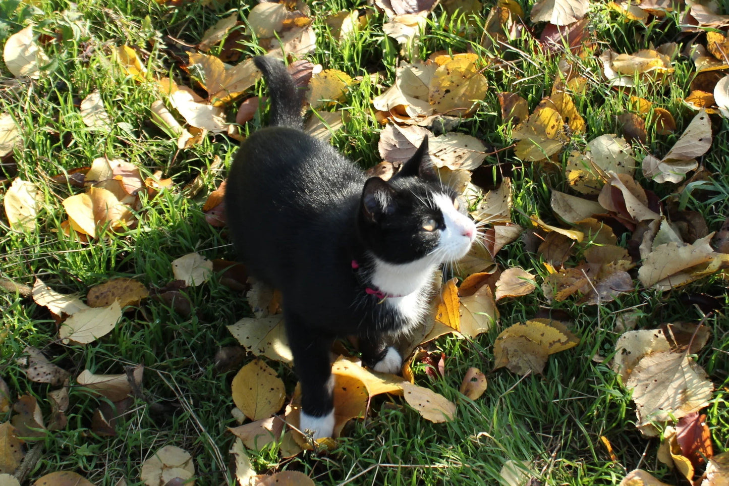 Personalized Leather Breakaway Cat Collar – Soft, Safe & Comfortable