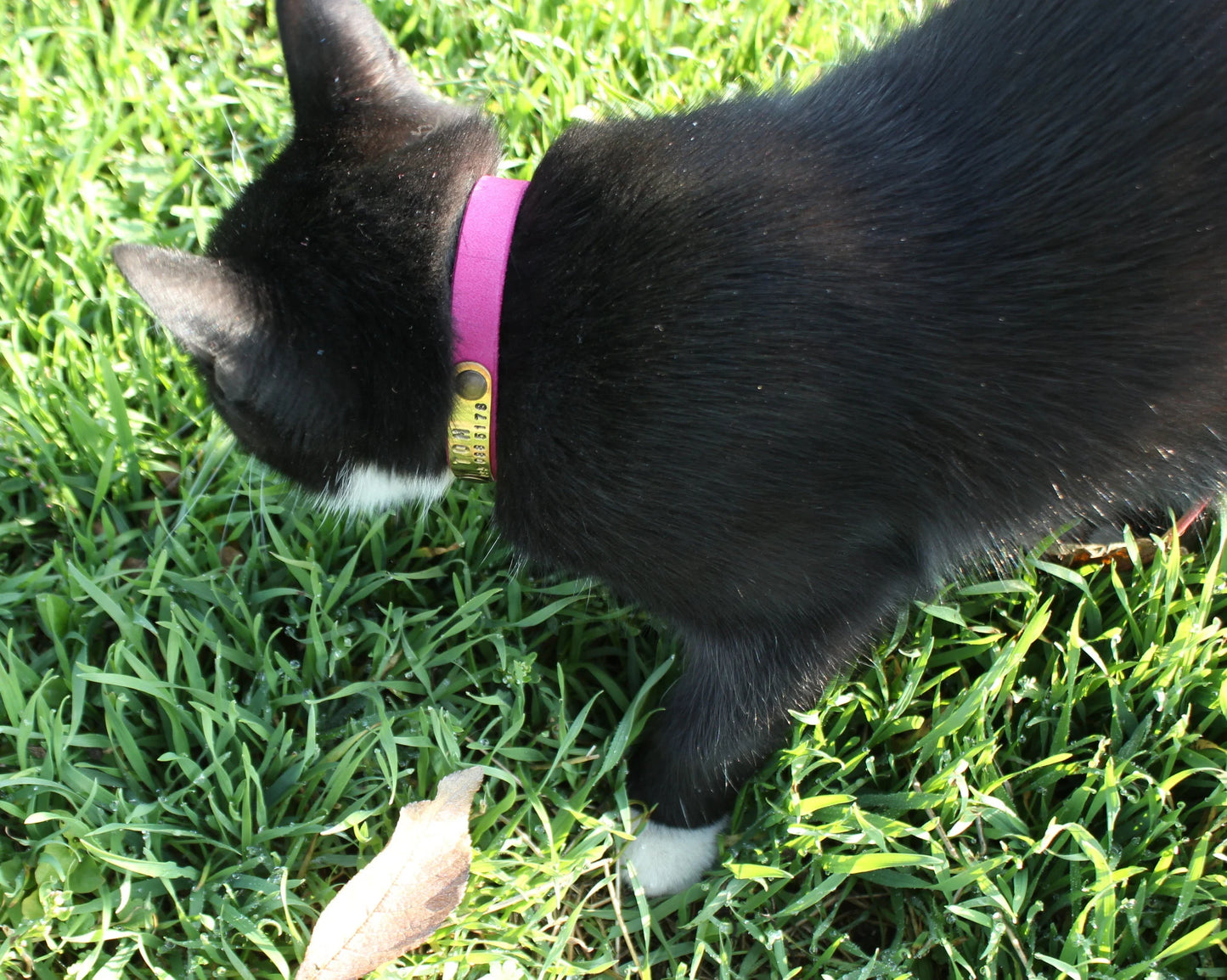 Personalized Leather Breakaway Cat Collar – Soft, Safe & Comfortable