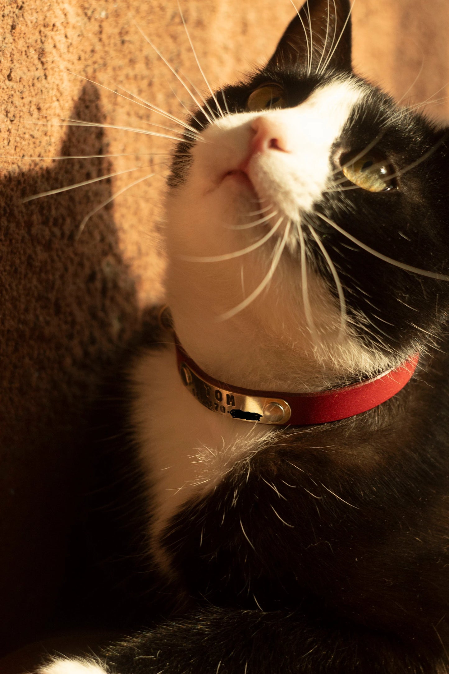 Personalized Breakaway Cat Collar – Soft Leather Collar with ID Tag