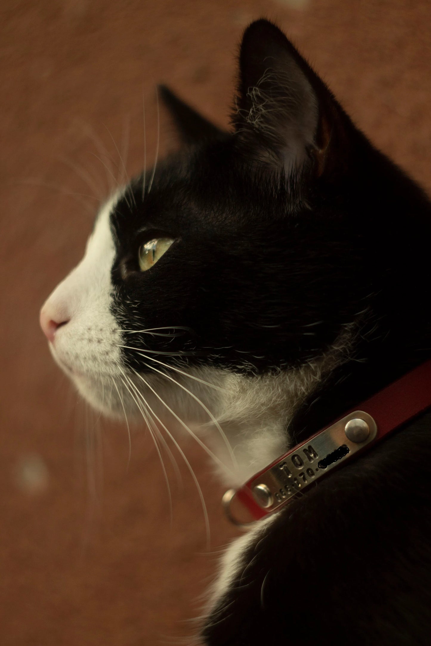 Personalized Breakaway Cat Collar – Soft Leather Collar with ID Tag