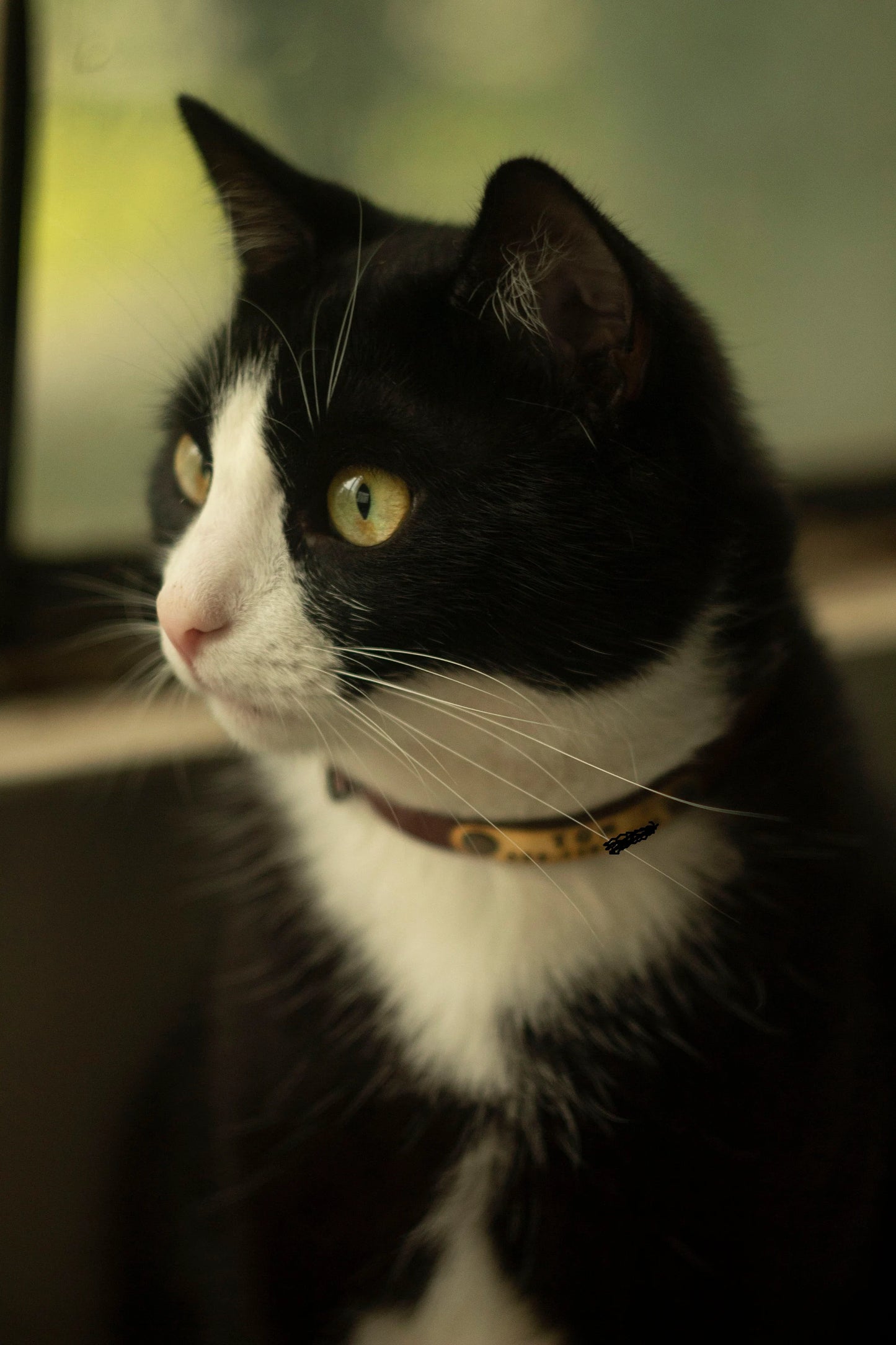 Brown Leather Cat Collar, Breakaway Personalized ID Tag Collar