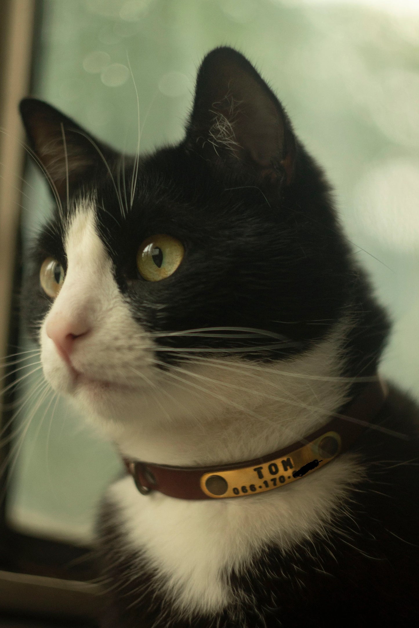 Brown Leather Cat Collar, Breakaway Personalized ID Tag Collar