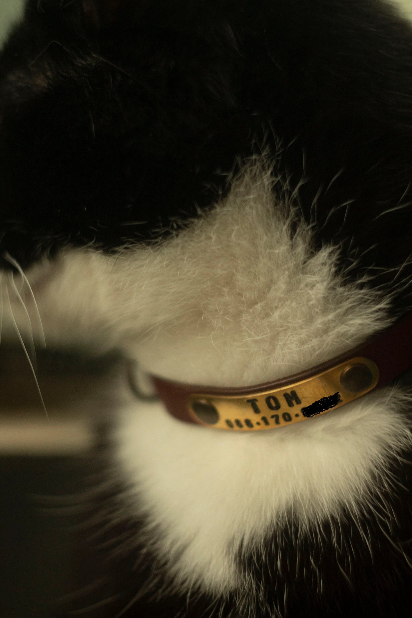 Brown Leather Cat Collar, Breakaway Personalized ID Tag Collar