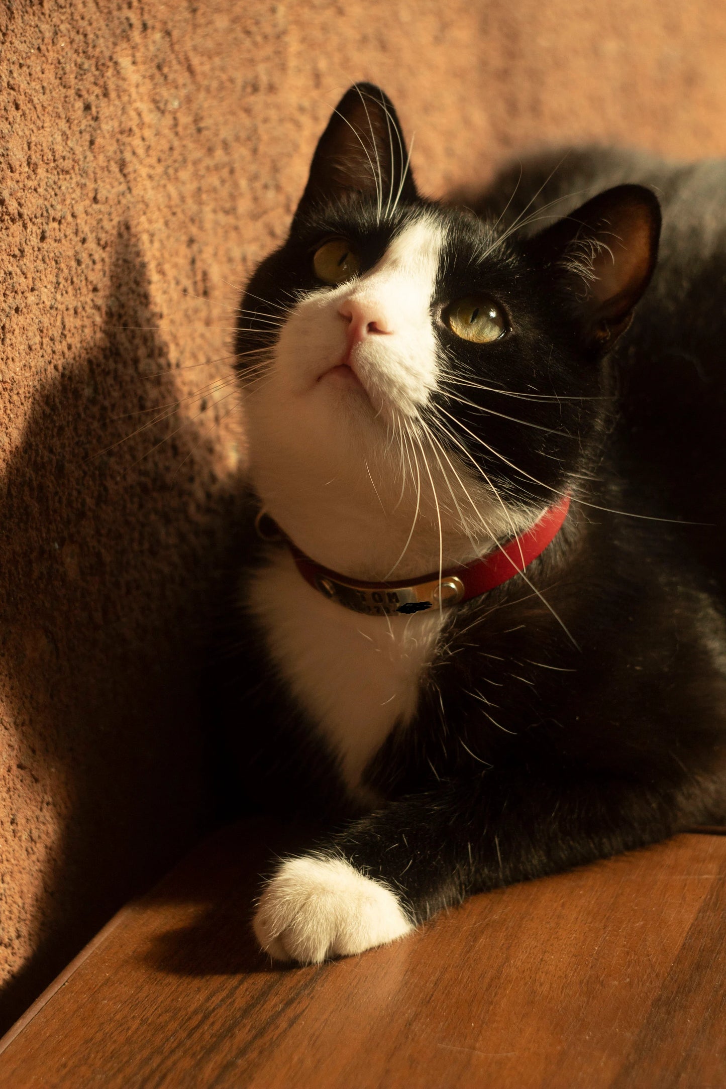 Personalized Breakaway Cat Collar – Soft Leather Collar with ID Tag