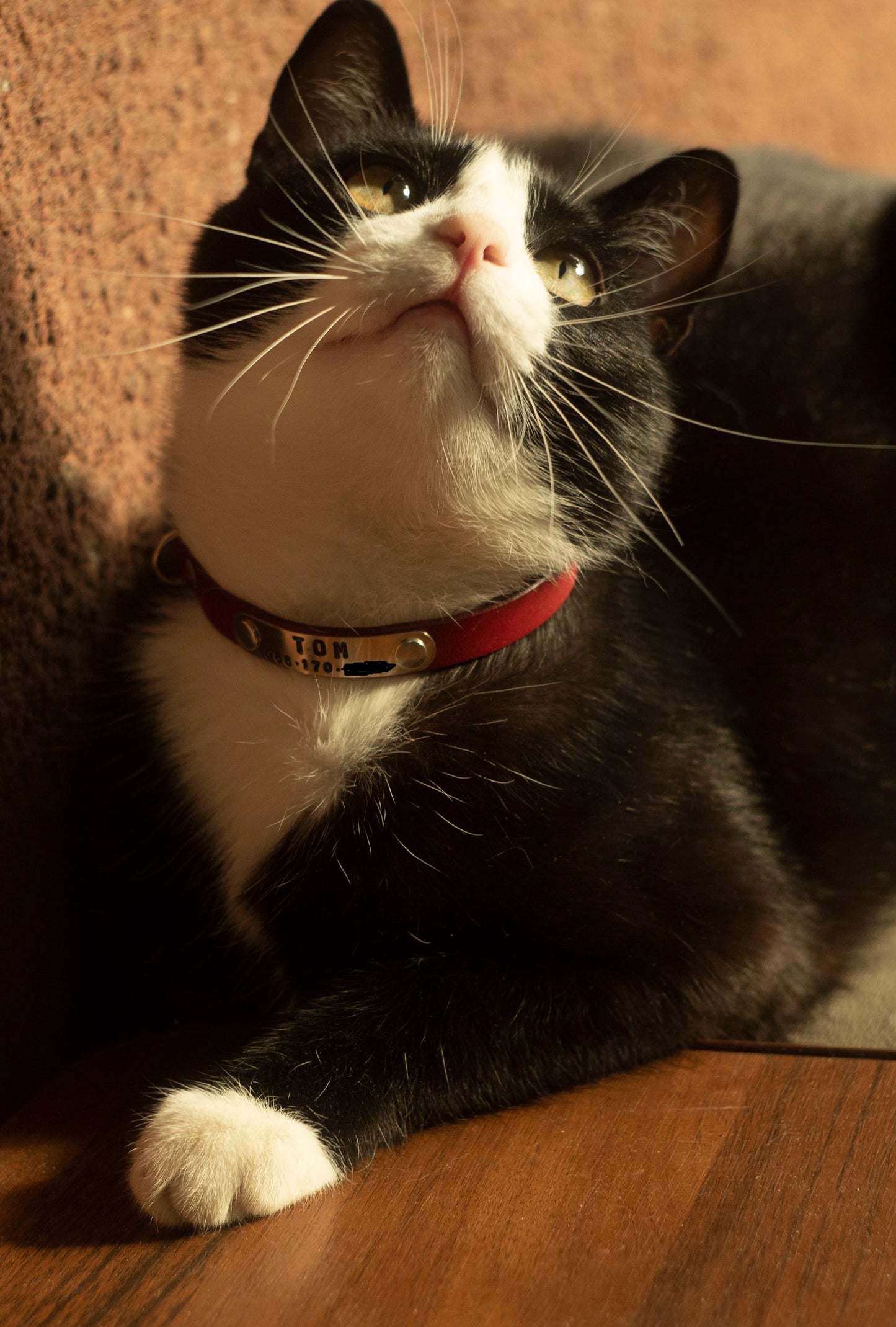 Personalized Breakaway Cat Collar – Soft Leather Collar with ID Tag