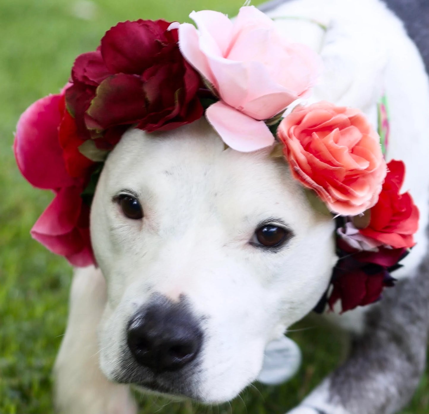 Leather Dog ID Tag Set – Custom Engraved Identification Tag with Dog Name