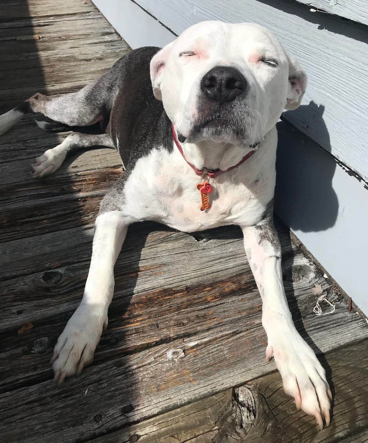 Leather Dog ID Tag Set – Custom Engraved Identification Tag with Dog Name