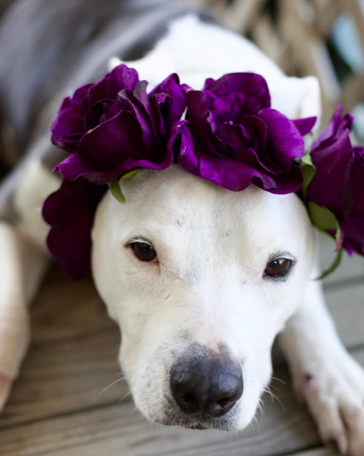 Leather Dog ID Tag Set – Custom Engraved Identification Tag with Dog Name