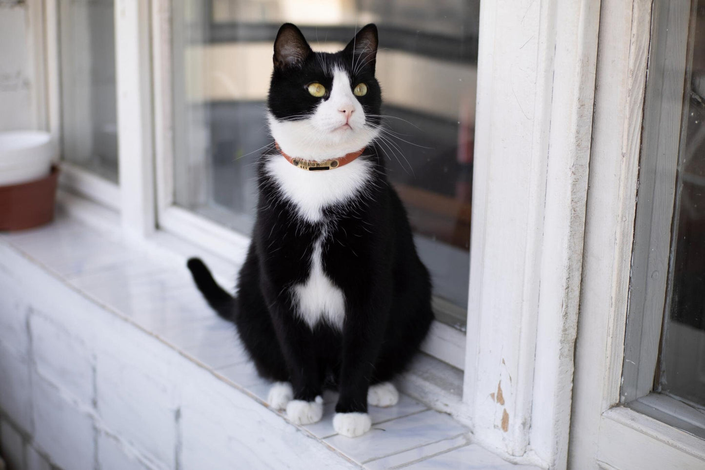 Soft Leather Cat Collar, Breakaway Cat Collar